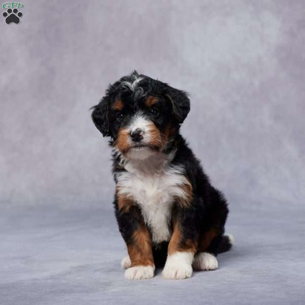 Cora, Mini Bernedoodle Puppy